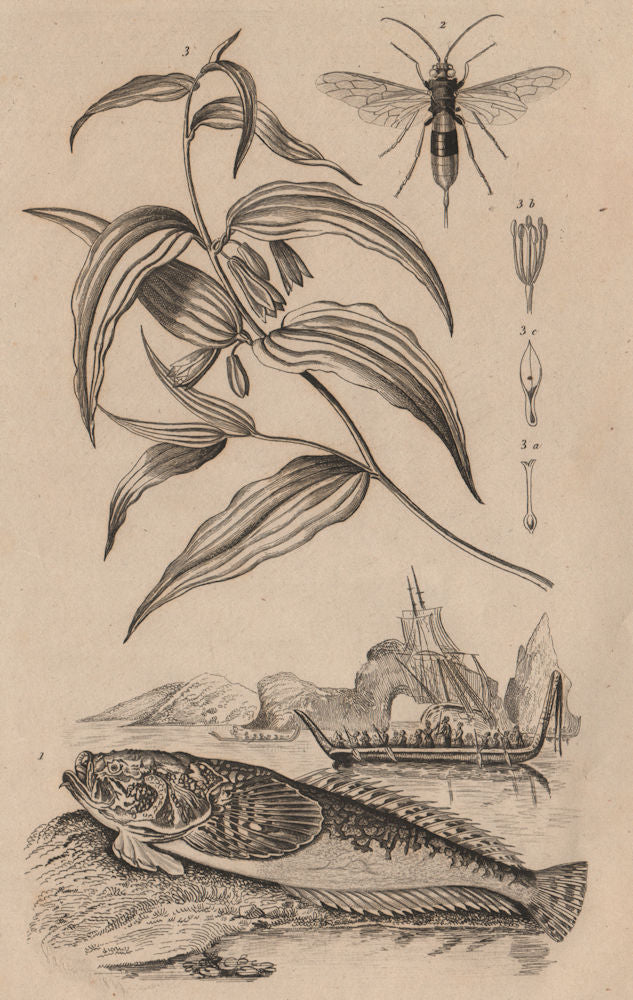 Uranoscopus (Atlantic Stargazer) Urocère (Black horntail sawfly) Uvularia 1834